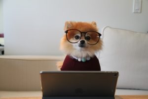 Image of a pomeranian dressed up in a sweater and glasses in front of a laptop. Showing how easy it is to get ADHD testing in Texas. Whether you are in Dallas, Austin or rule Texas an ADHD diagnosis can provide additional support.