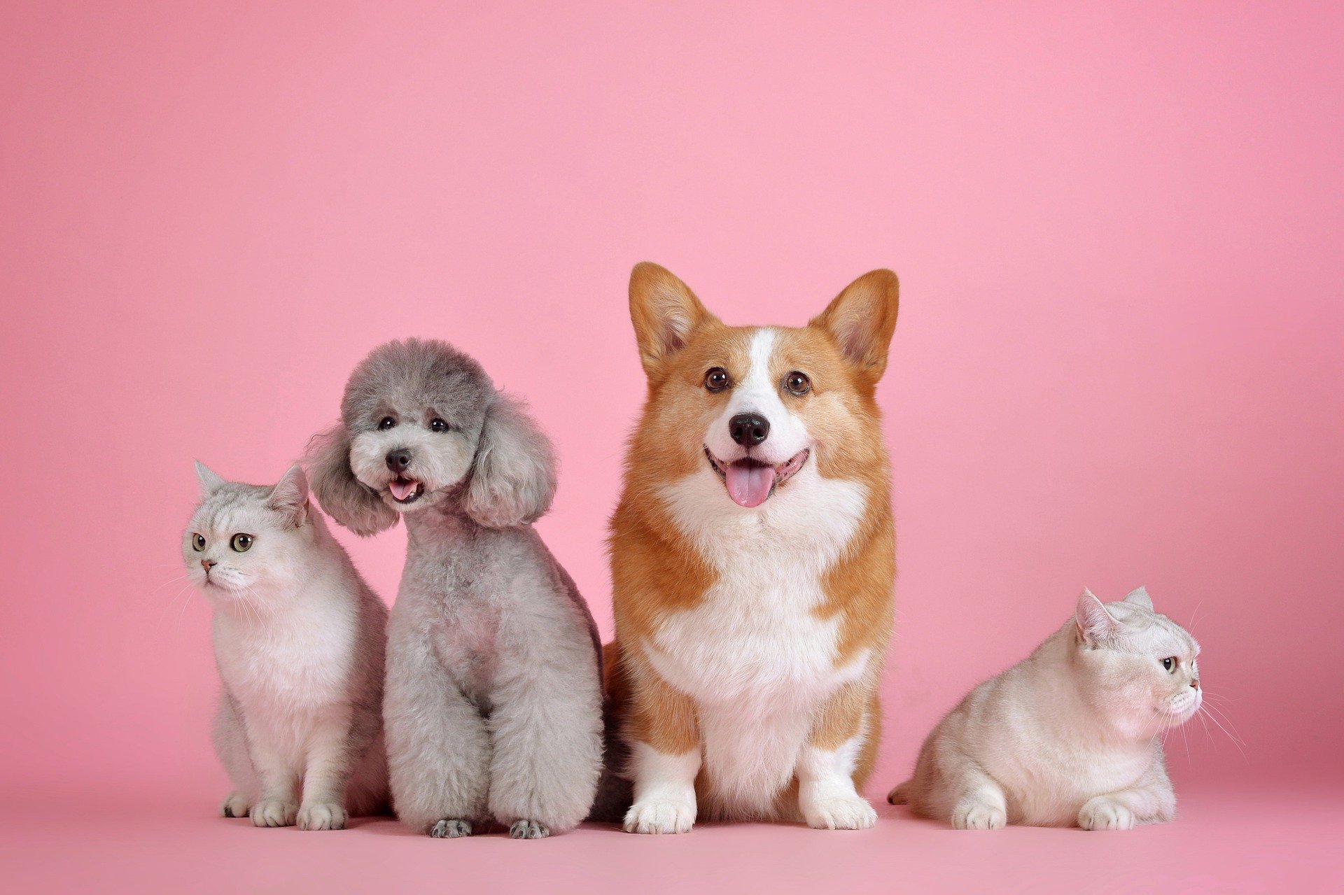 Image of 2 dogs and 2 cats in front of a pink background. Representing the diversness of people who get an ADHD diagnosis in Dallas, TX as an adult. Whether you are in Dallas, Houston, or Flower Mound in Texas we can help with ADHD testing.