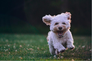 Image of a white dog running through a field. Showing the joy that can come from getting ADHD testing in Dallas, Houston, Austin, or anywhere in Texas.