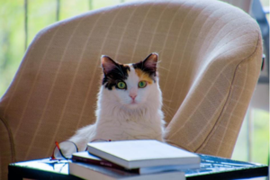 Image of a cat sitting in a chair looking across a glass. Are you considering getting an autism test for adults in Texas or Oregon? You can get an online autism spectrum test in Salem, OR, Dallas, TX, Houston, TX or anywhere else in Oregon or Texas.