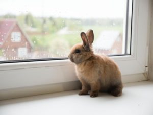 Image of a bunny looking out of a window. Representing the peace that can come from ADHD testing whether that is in Dallas, Houston, or rural Texas. An ADHD diagnosis in Dallas, TX can give you answers.