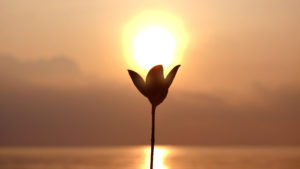 Image of the sun setting over a flower making it look like the sun is coming from the flower. Showing the light that can come from life coaching in Texas. Gett support from a life coach in Houston, Dallas, Austin, or anywhere in Texas