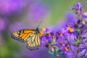 Image of a Monarch butterfly landing on a purple flower. Showing the embracement of individuality that comes with ADHD testing whether that is in Salem or anywhere else in Oregon or Texas.