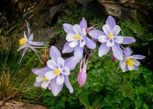 Image of purple and yellow flowers Representing the beauty & growth that can follow dating coaching in Oregon. Where a dating coach can support you whether you are in Salem or anywhere in Oregon.