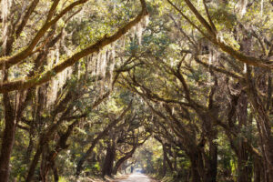 Image of trees covered in moss lining a road in Charleston, SC. This shows that no matter where you are in South Carolina you can benefit from online therapy for ADHD and online therapy for autism.