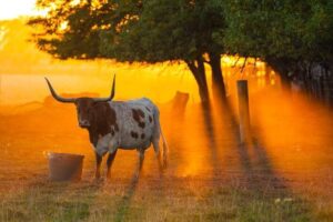 Image of a longhorn standing in a field while the sun sets. Representing that life coaching in Texas can be done in the city or out in rural Texas. Whether you are in Dallas, Houston, or Austin our ADD life coach and life coach for autistic adults in Texas can help.