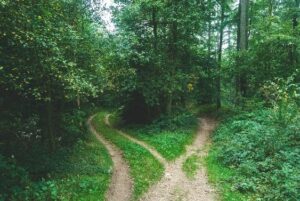 Image of a split path in a forest near Salem, OR. Showing that there are many options for life coaching in Oregon. Your life coach in Salem, OR can tailor it to your needs