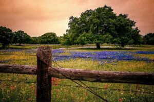 Image of a field of flowers near Houston, TX. Showing that even in rural Texas you can get ADHD and autism test for adults. An autism spectrum test in Texas can help you get accommodations.