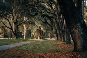 Image of a road lined with large trees covered in moss. Representing an area in Charleston South Carolina where you can get autism testing. Whether here or rural SC you can get an ASD assessment.