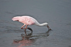 Image of a pink and white bird standing in water in South Carolina. Showing a location where you could get ADHD testing or an SPD assessment in Charleston or anywhere in South Carolina.